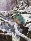 Kingfisher - Lithographic Print