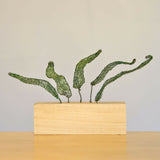 Fern Series (4) - Steel