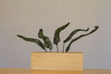 Fern Series (4) - Steel