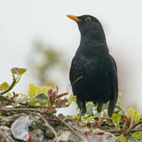 Blackbird - Hand Painted Brooch