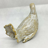 Fantail Dove 4