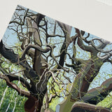 The Major Oak, Nottinghamshire - Giclee Print