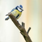 Blue Tit - Hand Painted Brooch