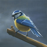 bluetitinstaweb