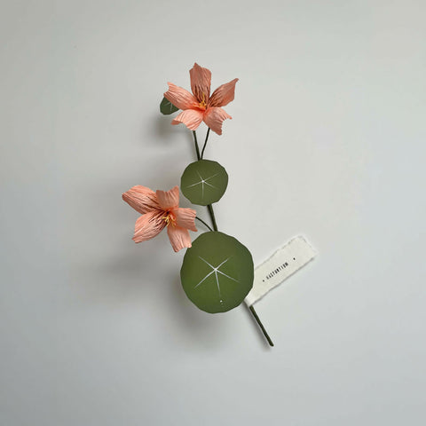 Hanging Nasturtium