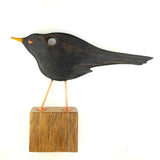 Cheecky blackbird Searching front