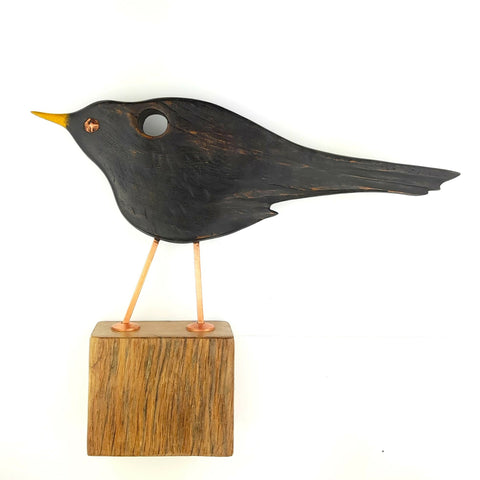 Cheecky blackbird Searching front