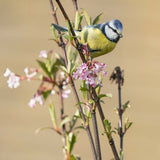 Blue Tit - Hand Painted Brooch