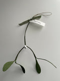Hanging Mistletoe with Season's Greetings