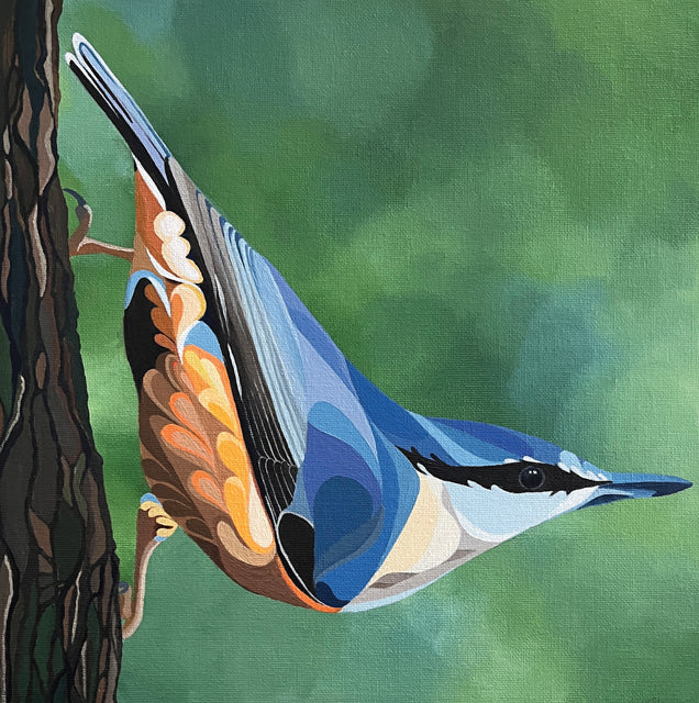 Nuthatch