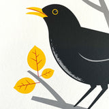 CA-Blackbird-3