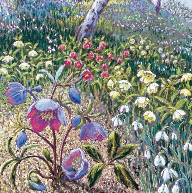Cath Read, Hellebores