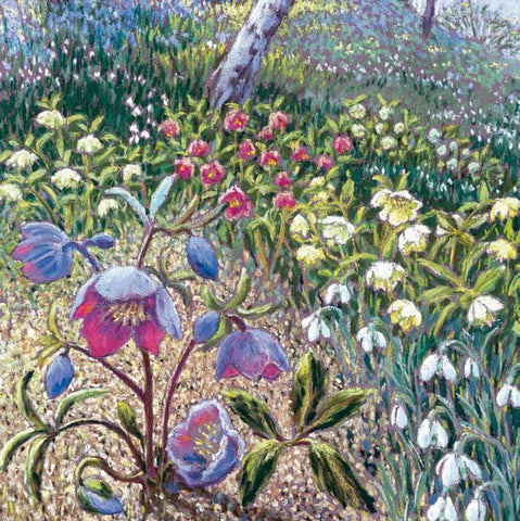 Cath Read, Hellebores