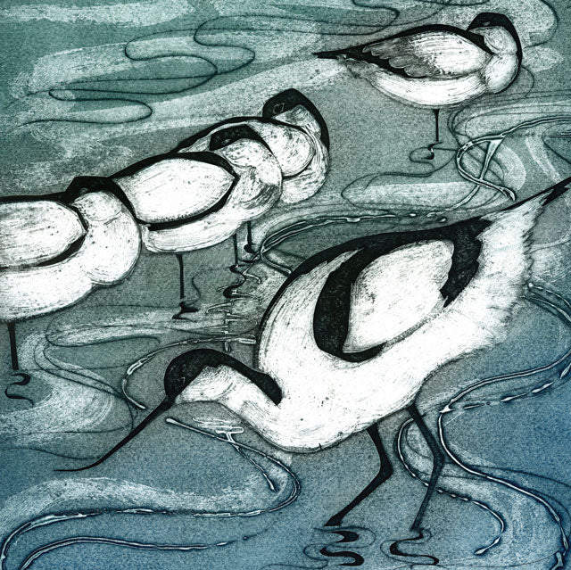 Avocets