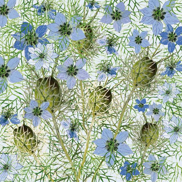 Mig Wyeth, Love In A Mist, Art Card