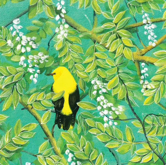 Sarah Lath, Golden Oriole, Fine Art Greeting Card