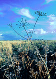 57 LANDSCAPE A4 copy