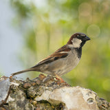 House Sparrow - Hand Painted Brooch