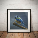 bluetit2