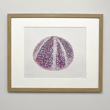 sea urchin framed gp