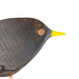 Cheeky blackbird looking close up 2024