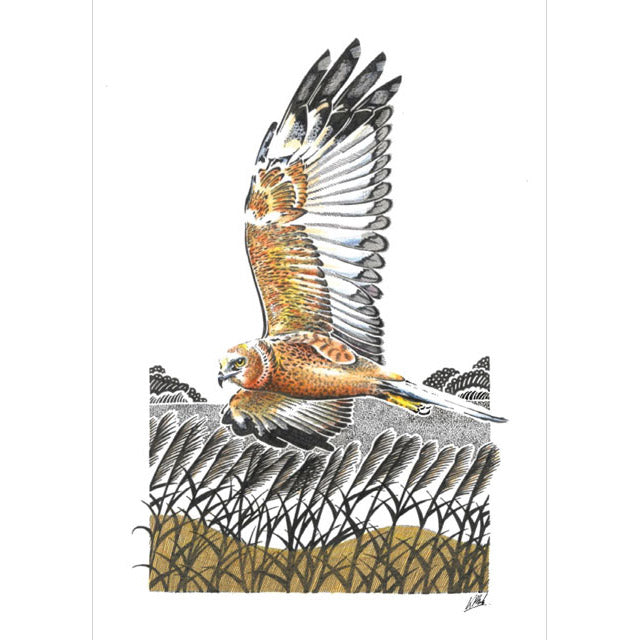 Kevin Cook, Marsh Harrier In Flight, Fine Art Greeting Card