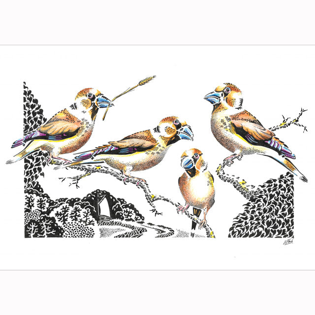 Kevin Cook, A Trembling of Hawfinches, Fine Art Greeting Card