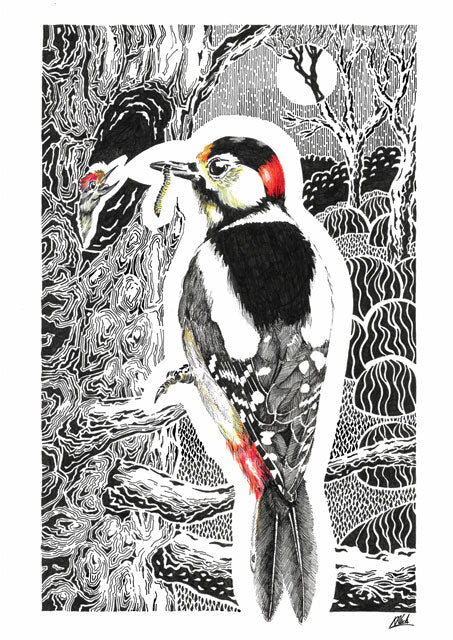 Kevin Cook, Great Spotted Woodpecker,  Fine Art Greeting Card