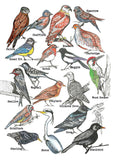 Fenland Birds - Art Print