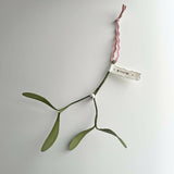 Hanging Mistletoe