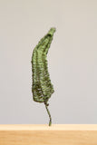 Fern Series (4) - Steel