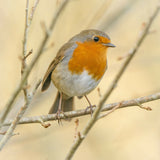 Robin - Hand Painted Brooch