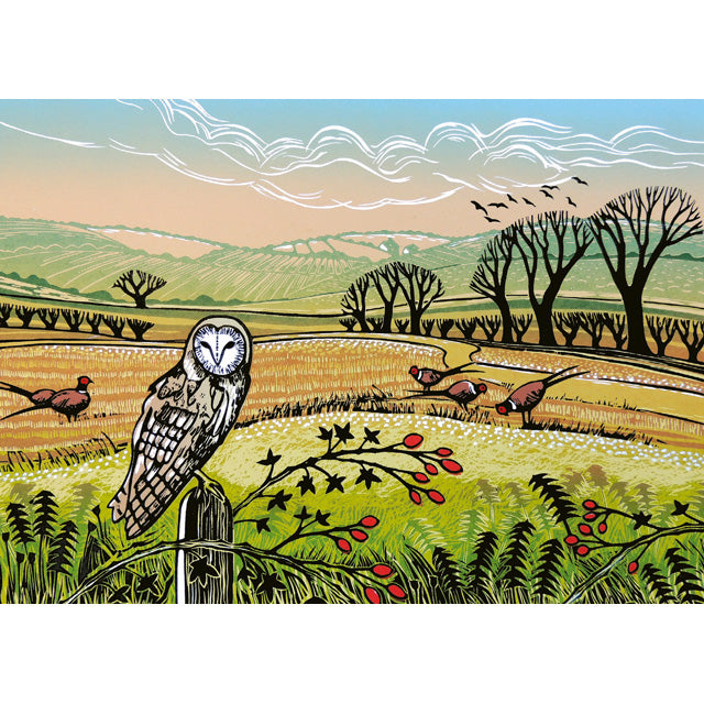 Barn Owl Watching