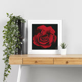 Red Rose - Giclée Print