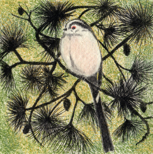 Sarah Bays, Pine Tree Perch, Fine Art Greeting Card