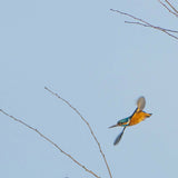 Flying Kingfisher - Hand Painted Brooch