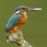 Kingfisher - Hand Painted Brooch