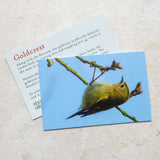 Goldcrest - Hand Painted Brooch