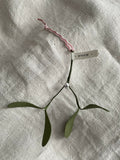 Hanging Mistletoe