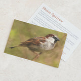 House Sparrow - Hand Painted Brooch