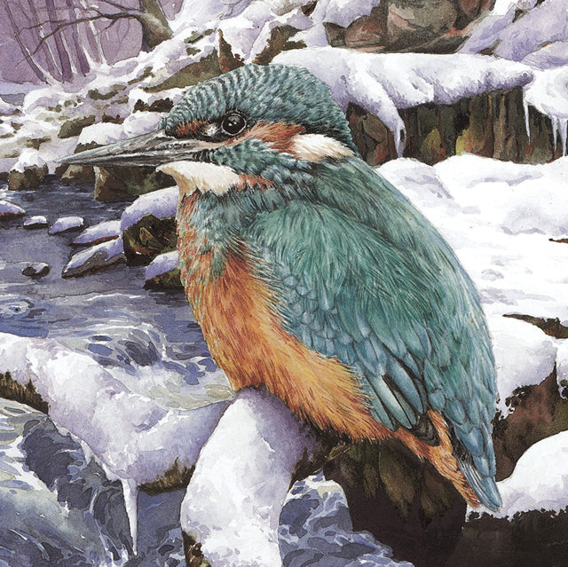 Zoe Elizabeth Norman, Kingfisher in Winter, Blank Art Card