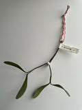 Hanging Mistletoe