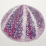 sea urchin detail gp