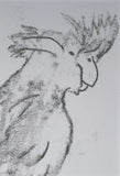 Black Cockatoo - Monoprint