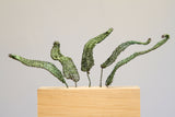 Fern Series (4) - Steel
