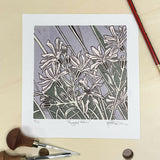 Ragged Robin 1