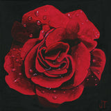 Red Rose - Giclée Print