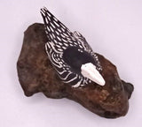 duck on rock top down view