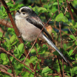 Long_Tailed_Tit_2_massive