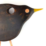 Cheeky blackbird Searching close up 1024